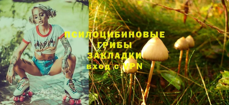 Псилоцибиновые грибы Psilocybe  наркота  Завитинск 